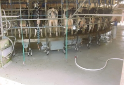 Dairy 1